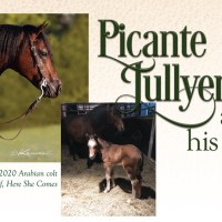 2020 picante jullyen v with foal